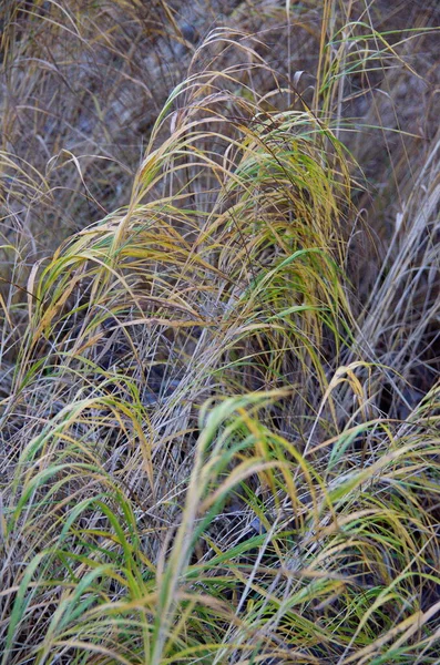 Autumn Field Withering Grass — Stock Photo, Image