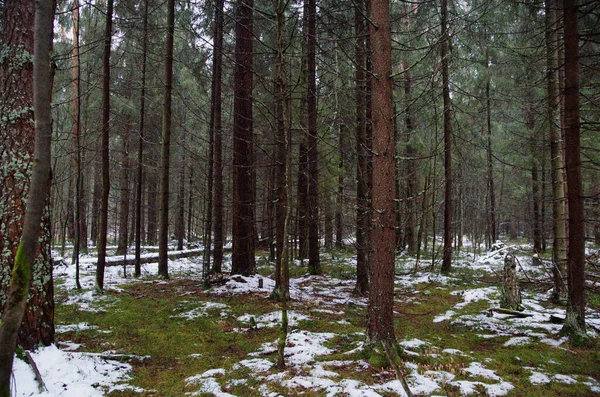 Pierwszy Śnieg Lesie — Zdjęcie stockowe