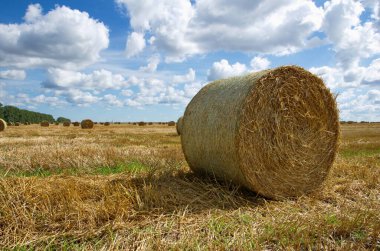 Tarlada bir saman balyası.