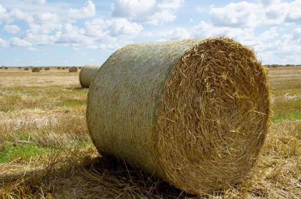 Ein Heuballen Auf Dem Feld — Stockfoto