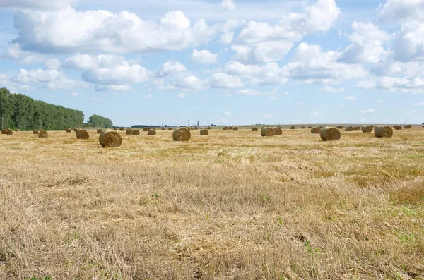 Fardo Feno Campo — Fotografia de Stock