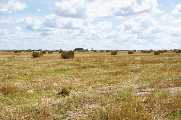 Fardo Feno Campo — Fotografia de Stock