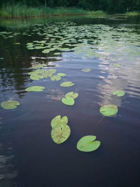 Seerosen See Teich Sommer — Stockfoto