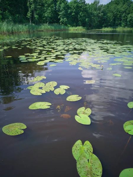 Seerosen See Teich Sommer — Stockfoto