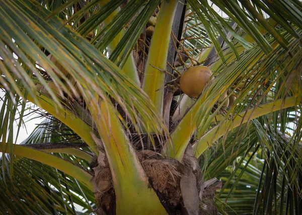 Olgun meyve yakınındaki Coconut Palm