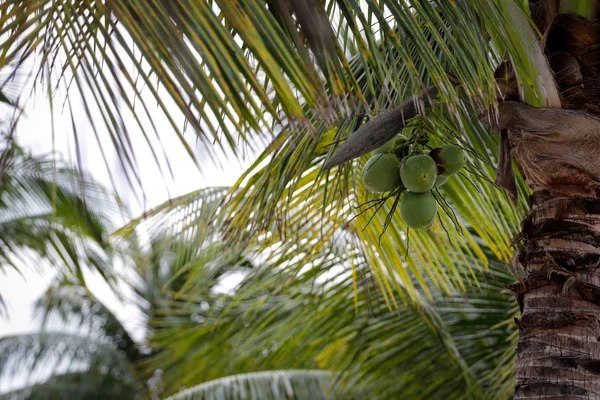 hindistancevizi ile palm