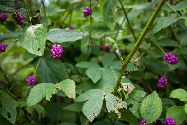 Palmiye yaprağı geri alt yaktı