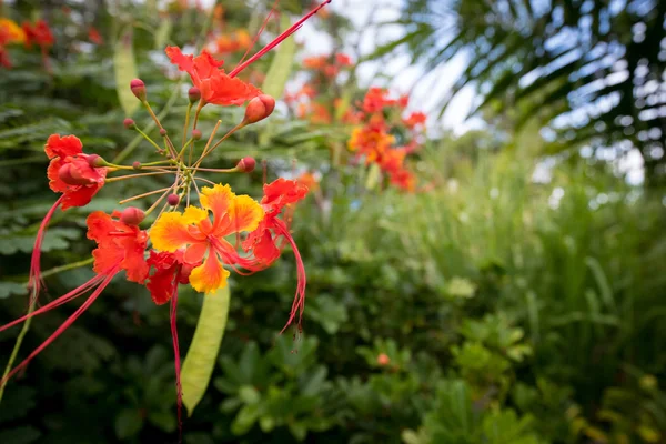 Palmiye yaprağı geri alt yaktı