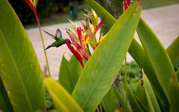 Humming Bird and Bird of Paradise Plant (2)