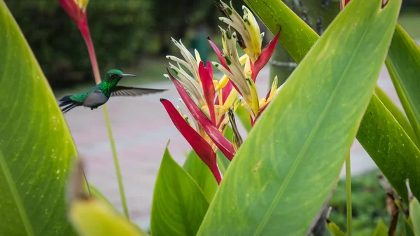 Humming Bird and Bird of Paradise Plant