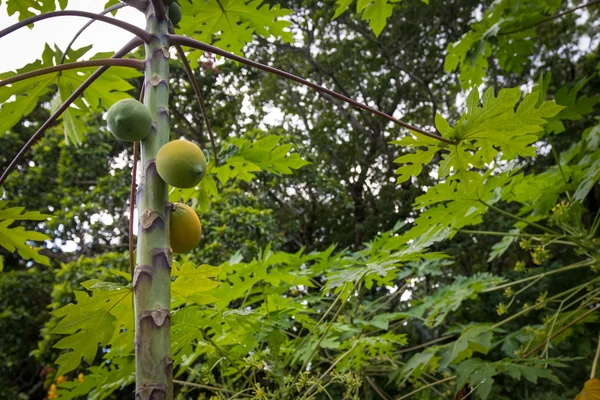 Tropikal meyve ağacıyla