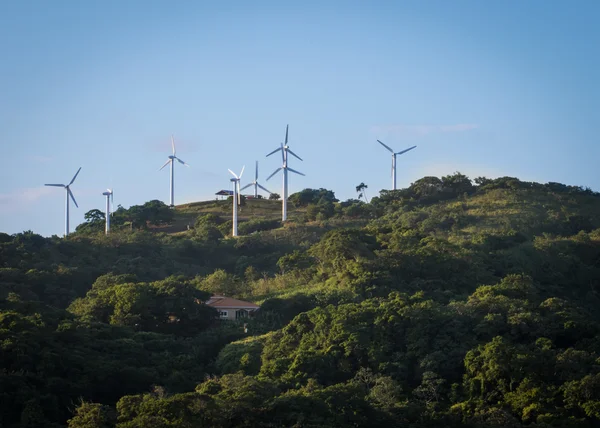 Tropikal meyve ağacıyla