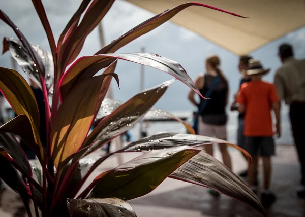 Seyirciler ile tropikal bitki