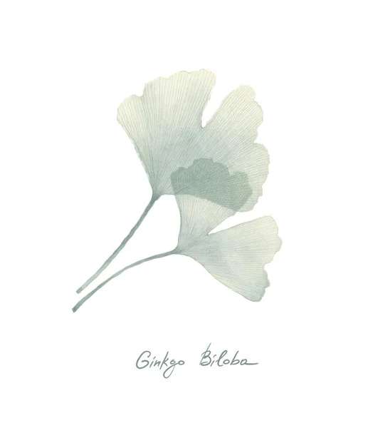 Ginkgo Eller Gingko Biloba Åker Naturen Botanisk Illustration Växtbaserade Medicin Stockbild