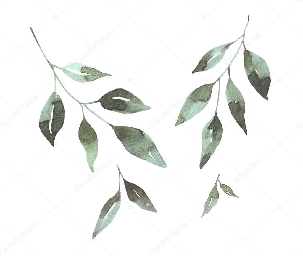 Hand-drawn sketch. Bay leaf. Green leaves on a white background. Watercolor illustration. 