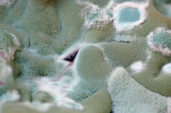 Плесень колоний на красном фоне
