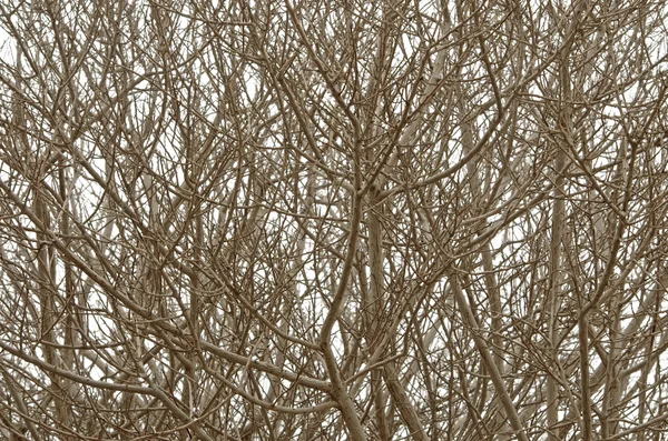 Гілки дерева на білому тлі — стокове фото
