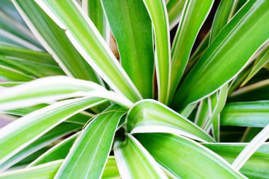 Yakın çekim ve doğanın bulanıklığı yeşil yapraklar arka plan, Yaz Sabahı Doğal Işığı. Doğa Duvar Kağıdı