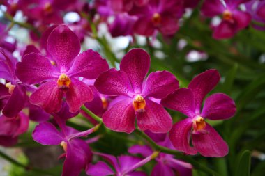 Bahçedeki çok renkli, yakın çekim orkide çiçekleri. Doğal Işık.