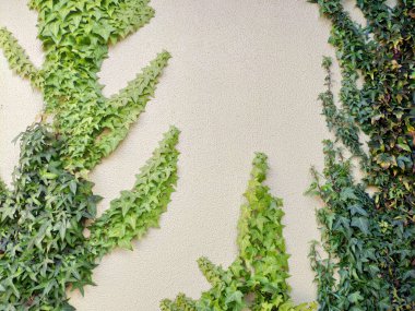 Beyaz Duvar 'da Doğa Özgeçmişi için sarmaşık var. Sabah Doğa Işığıyla.