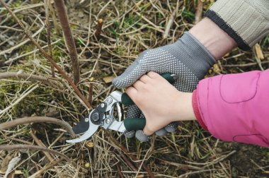 Eller yetişkin ve çocuk secateurs holding