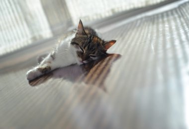Kedi yerden ısıtma yalan söylüyor