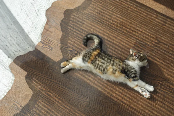 Kedi yerden ısıtma yalan söylüyor