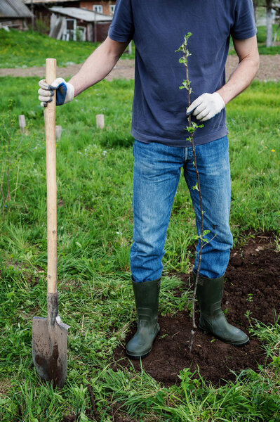 Planting apple trees.