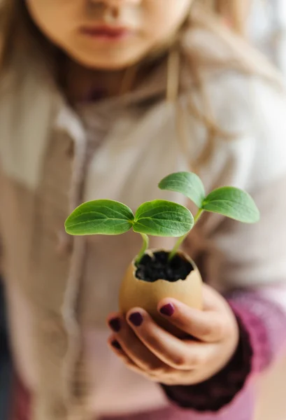 Brotes que crecen de una cáscara de huevo — Foto de Stock