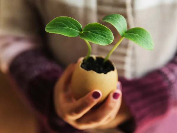 Brotes que crecen de una cáscara de huevo — Foto de Stock