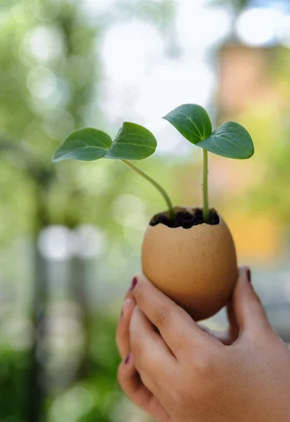 Brotes que crecen de una cáscara de huevo — Foto de Stock