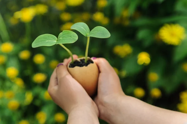 Brotes que crecen de una cáscara de huevo — Foto de Stock