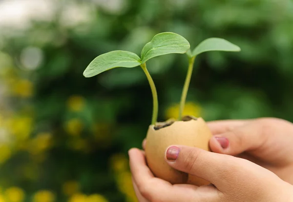 Brotes que crecen de una cáscara de huevo — Foto de Stock