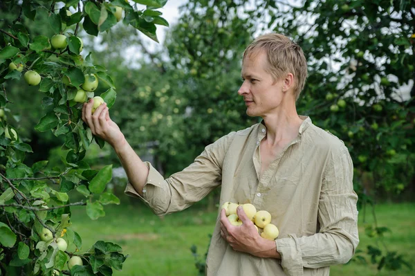 Homme ramassant les pommes des arbres — Photo