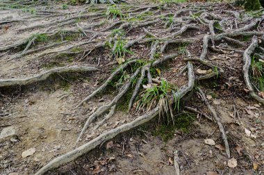 Ağaçların kökleri yere vardır