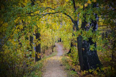 sonbahar orman ile güzel iz