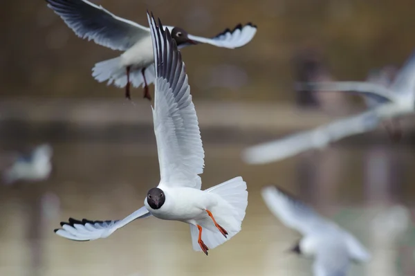 Möwen fliegen über das Wasser — Stockfoto