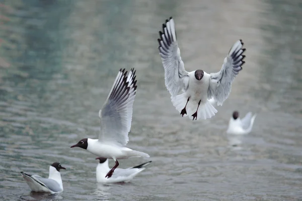 Möwen fliegen über das Wasser — Stockfoto