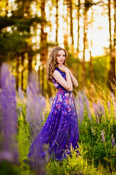 Girl with flowers lupines in a field at sunset Royalty Free Stock Photos