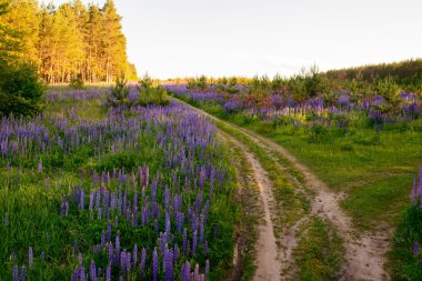 lupin güzel parlak zengin alanı