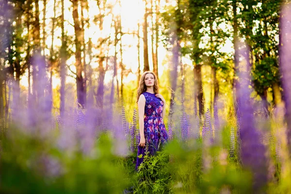 Tyttö kukkia lupiineja pellolla auringonlaskun aikaan — kuvapankkivalokuva
