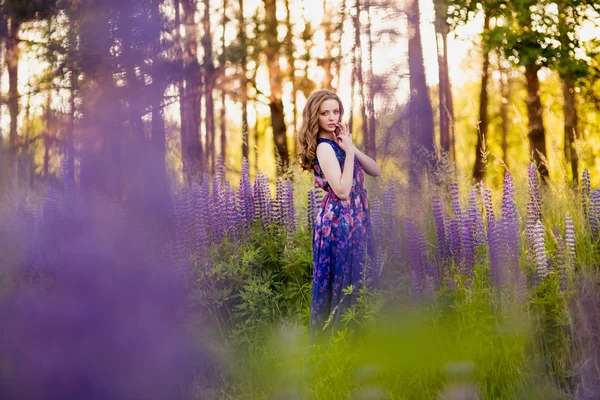 Дівчина з квітами люпин в полі на заході сонця — стокове фото