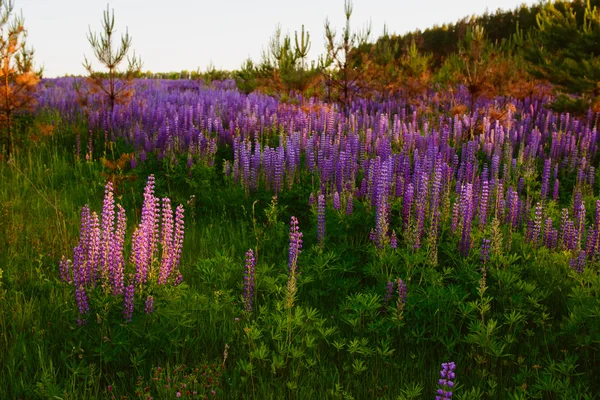 Beautiful bright rich Field of lupin — Stock Photo, Image