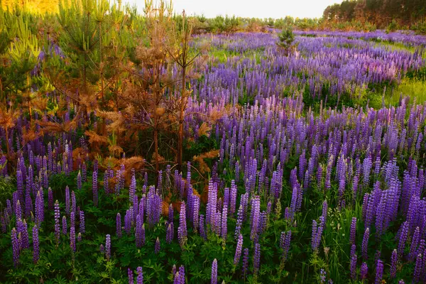 Mooie heldere rijk gebied van lupine — Stockfoto