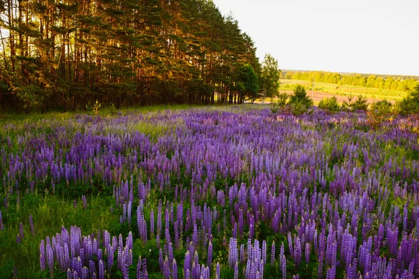 Beautiful bright rich Field of lupin — Stock Photo, Image