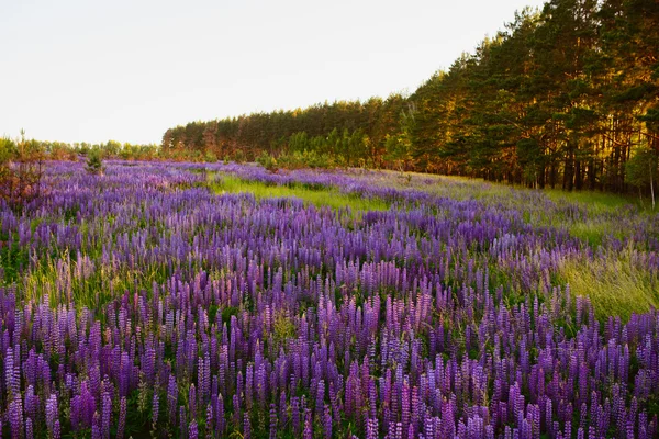 Beautiful bright rich Field of lupin — Stock Photo, Image