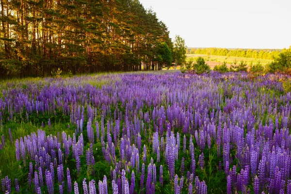 Beautiful bright rich Field of lupin — Stock Photo, Image