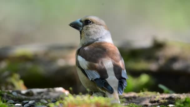 Grosbeak, the female searches for food in spring forest — Stock Video