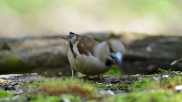 Grosbeak, the female searches for food in spring forest — Stock Video