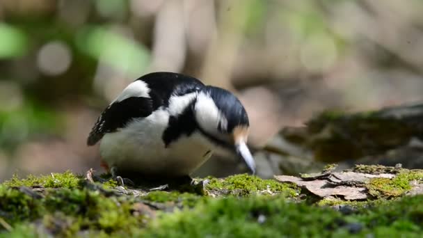 Pájaro carpintero buscando comida — Vídeos de Stock